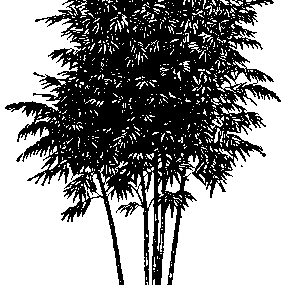 Public-domain bamboo illustration used for The Hundred-Knot Bamboo.