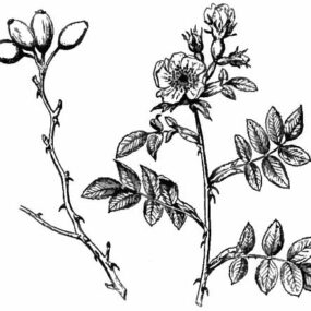 Public-domain 1911 botanical illustration of a rose, used for the Turkish fairy tale The Rose-Beauty.