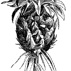 Public-domain historical botanical illustration of a pineapple.